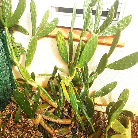 Apartamento Escale Marine Saint-Jory